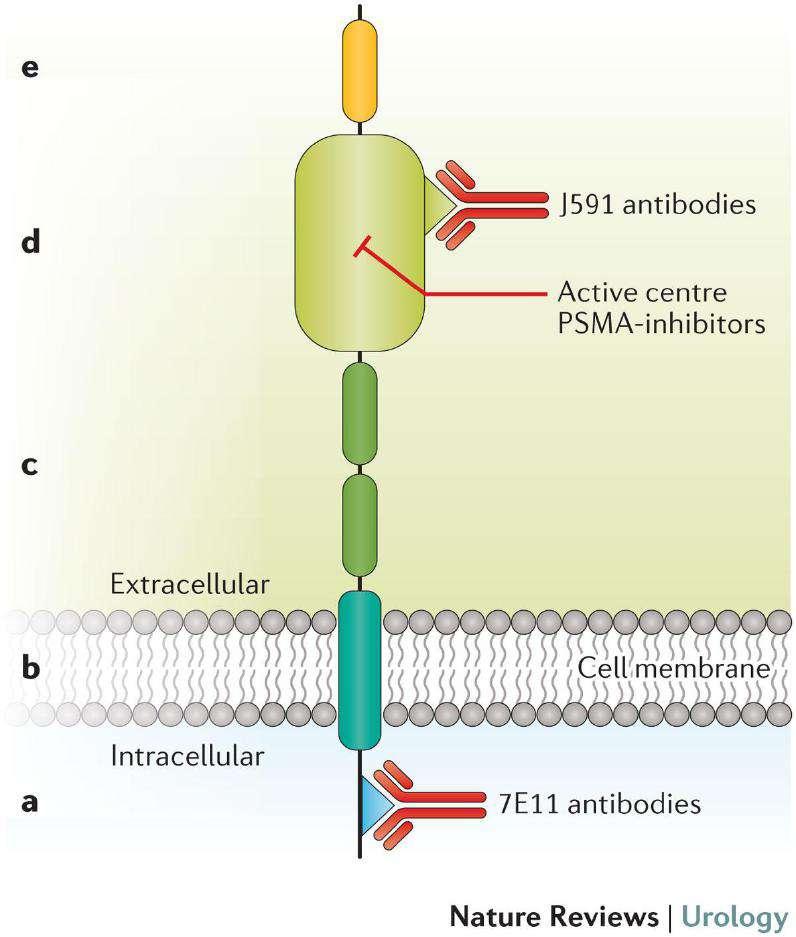 The structure of prostate-specific membrane antigen (PSMA), its binding sites for PSMA ligands and the most frequently used antibodies Prostate specific membrane antigen (PSMA), a type II