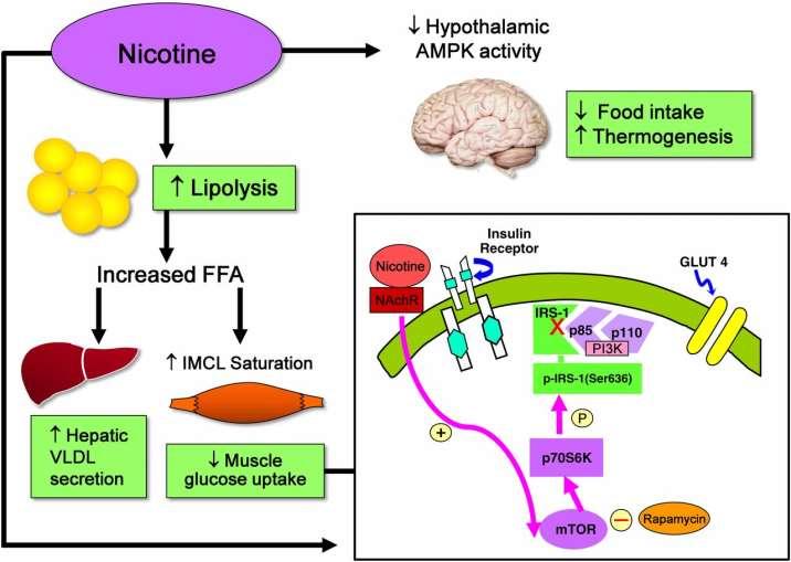 Release of nicotine Nicotine and Insulin Resistance: