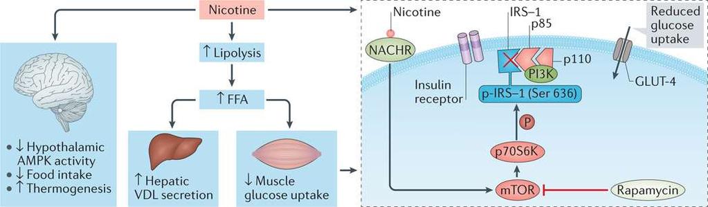Insulin Resistance Mechanisms by which nicotine leads to insulin