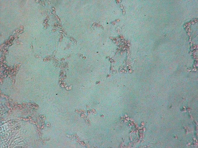 treated cells Farsalinos