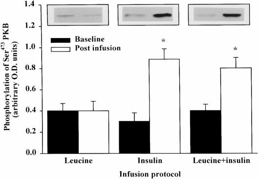leucine insulin (right). *Significant difference between baseline and postinfusion samples (P 0.05). Values represent arbitrary optical density (O.D.