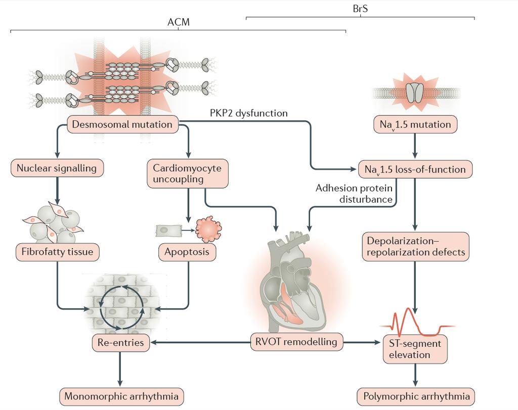 ARVC and Brugada Syndrome The intercalated discs that connect cardiomyocytes control cell-to-cell