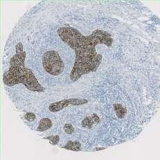 expert pathologists Scanned with Nanozoomer