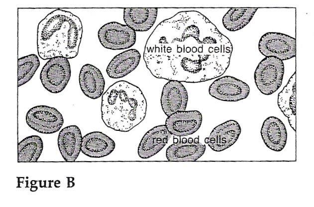 Study Figure B, then answer the questions. 1. Which blood cells are the largest? 2.