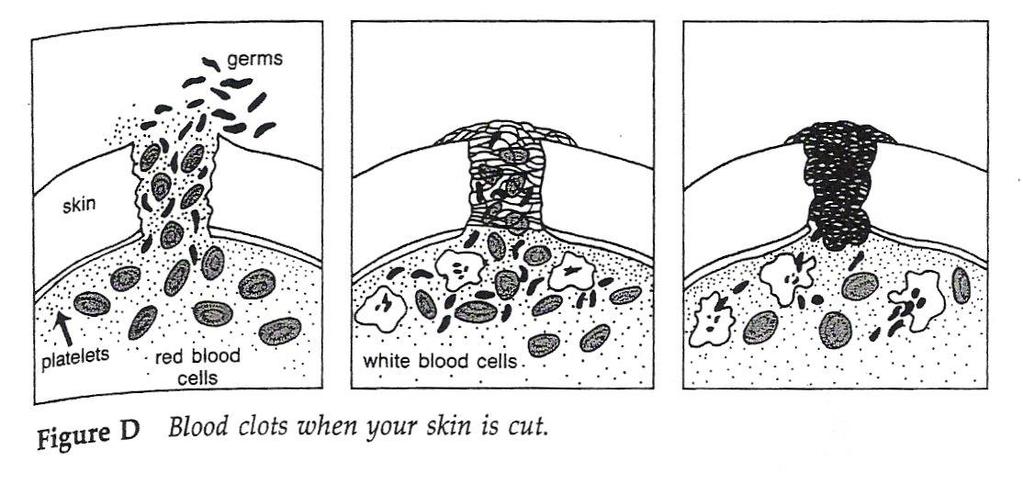 Which cells are shaped like pinched disks?