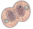each chromosome is made nuclear membrane reassemble around each group of chromosomes 9.