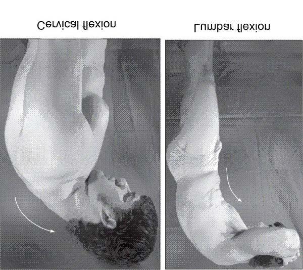 Movements Spinal flexion anterior movement of spine; in cervical region the head moves toward chest; in lumbar
