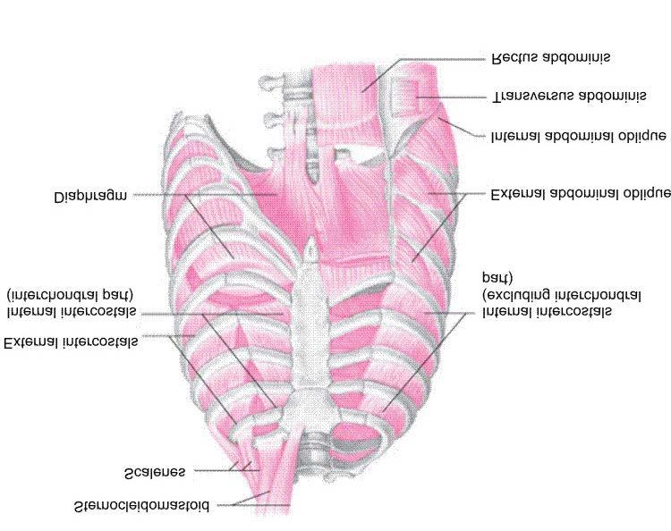 Posterior Muscles of the Thorax http://www.