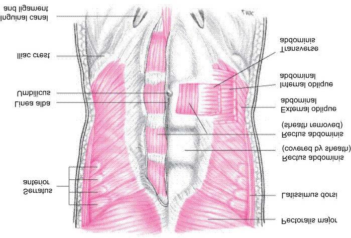 Muscles of the Abdominal Wall Rectus abdominis External oblique abdominal Internal oblique
