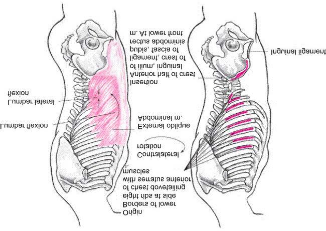 External Oblique Abdominal Muscle Both sides: lumbar flexion Posterior pelvic rotation Right side: lumbar lateral flexion to right, rotation to left, and lateral pelvic rotation to