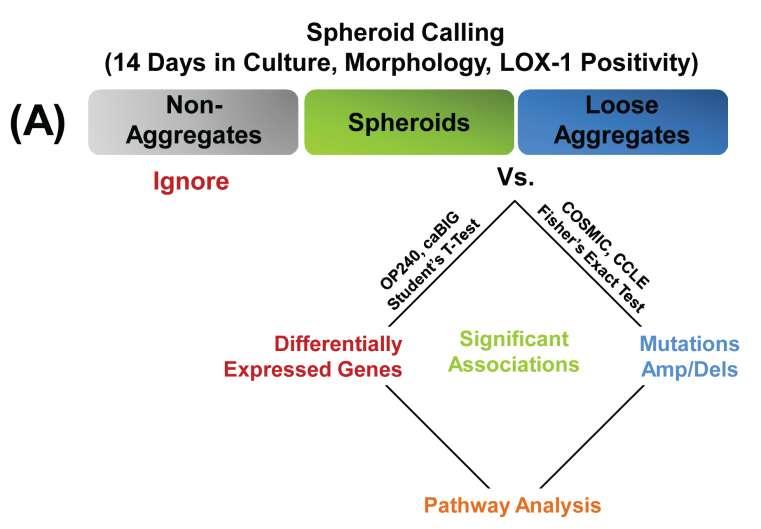 Figure 4. Genomic traits necessary for spheroid formation. (A) Spheroid formation was assessed in 240 cancer cell lines based on morphology and LOX-1 positivity after 14 days in culture.