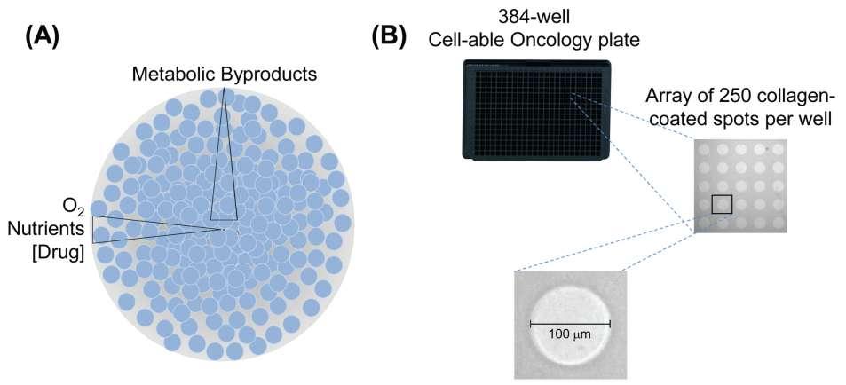 Figure 1. Cell line performance under long-term culture conditions. (A) Schematic illustrating the concentration gradients experienced in three-dimensional (3D) tumor spheroids.