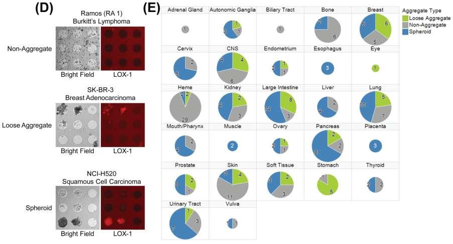 Figure 2. Methodology and Characterization of 3D cultures in 240 Cell Lines.
