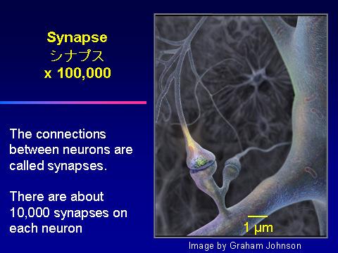 The fundamental unit of the brain is the nerve cell or neuron. This slide shows two neurons.