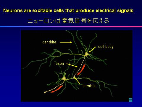 The dendrites are the thick processes that radiate out from the cell body. They receive inputs from other cells and combine the information.