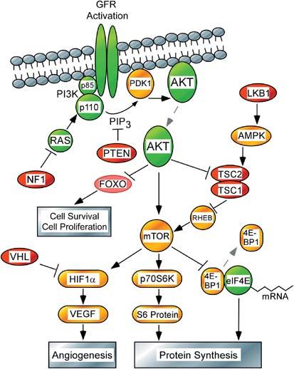 Activating Mutations (IK3CA) Inactivating Mutations