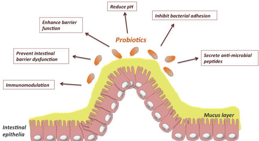 How probiotics work: