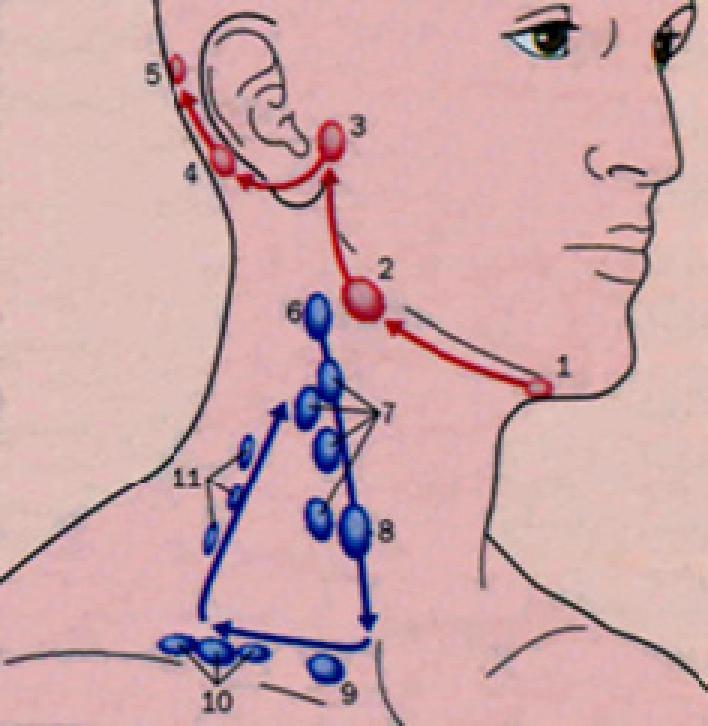 Cervical lymph node scheme Submental submandibular preauricular postauricular occipital jugulo-digastric