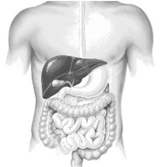 Gastro-Intestinal Tract/ Vagal Gastro-Intestinal Tract/ Obstruction Treatment (non-obstruction) Dopamine Receptors Gastrokinetic Metoclopramide (Maxeran) Domperidone Phenothiazine Serotonin