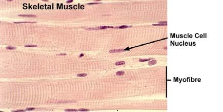 Muscles Electric Organs Supply power