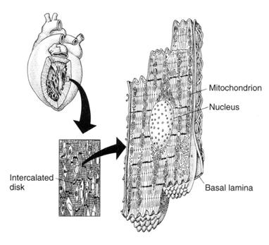 Viscera Specialized =muscle cell