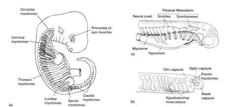 Embryonic Origin Somatic musculature Appendicular musculature Somatic musculature Branchiomeric musculature Hypobranchial