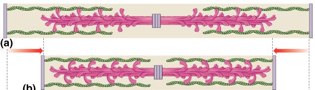 head! Thick filament " Staggered arrays of myosin molecules with heads sticking out Thick & thin filaments of one sarcomere!