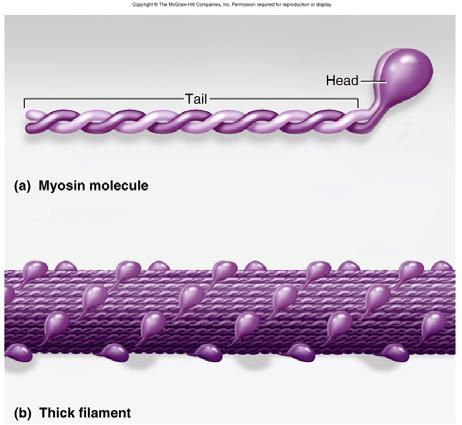 Thick Filaments Made of 200 to 500 myosin molecules 2 entwined polypeptides (golf clubs) Arranged in a bundle