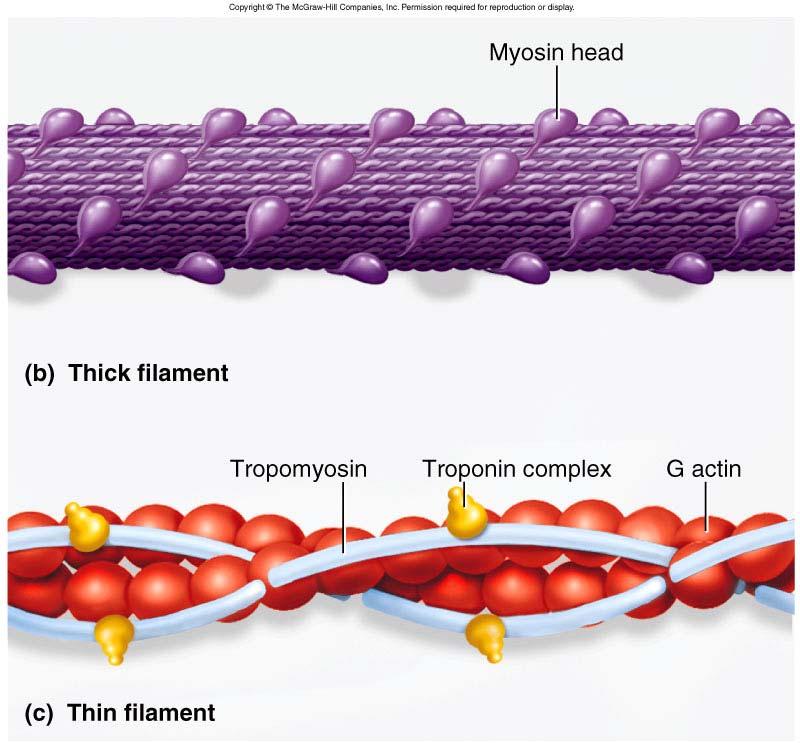 Regulatory and Contractile Proteins Myosin and actin are contractile proteins Tropomyosin and troponin = regulatory proteins switch that starts and stops