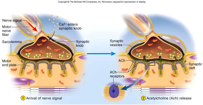 Excitation (steps 1 and 2) Nerve signal opens voltage-gated calcium channels.