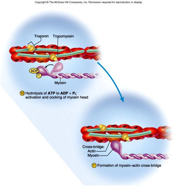 Contraction (steps 10 and 11) Myosin ATPase in myosin head hydrolyzes an ATP molecule, activating the