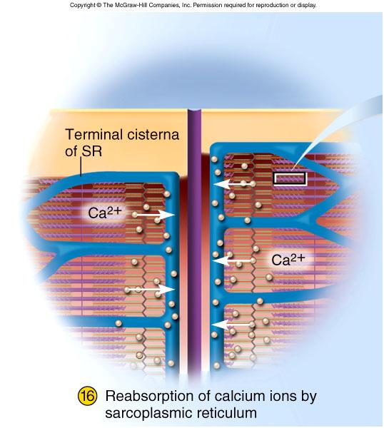 Relaxation (step 16) Active transport needed to pump calcium back into SR to bind to