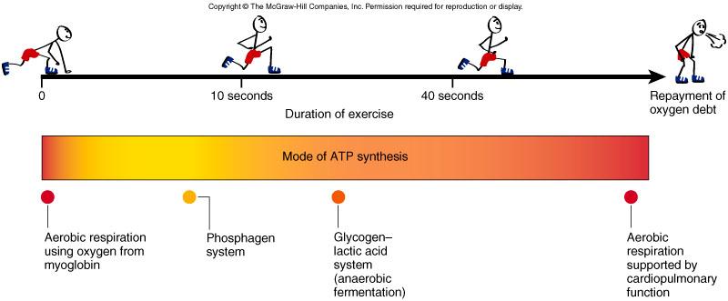 ATP Sources All muscle contraction depends on ATP Pathways of ATP synthesis anaerobic fermentation (ATP production limited) without