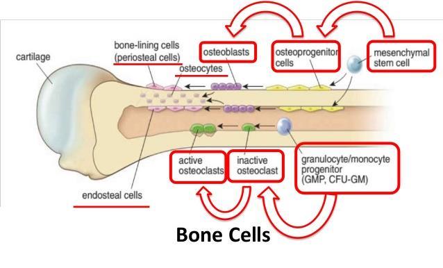 Types of bone cells 1. Osteogenic cells: they are stem cells and differentiate to osteoblast. 2. Osteoblast cells: these are the bone cells that are responsible for bone formation.