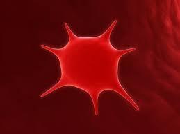 b. Platelets (thrombocytes) Small,