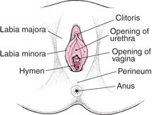 Perineal care Is there anything I should look for? The perineum is the area of skin between the vaginal opening and back passage (anus).