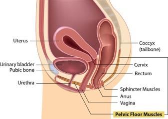 What is the pelvic floor? The pelvic floor muscles lie deep in the pelvis, attaching from the front pubic bone to your tailbone at the back, therefore creating a hammock like support.