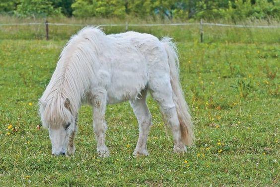 Medical Needs It is important to consider all medical needs of your horse or pony when deciding on a diet.