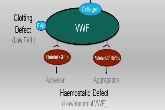 VWF mediated platelet aggregation Fibrin formation Vasoconstriction Tissue regeneration Hemostasis in menstruation INADEQUATE and/or OVER- INDUCTION COMPENSATION Platelet adhesion
