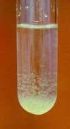 1: A) Alginate particles with co-encapsulation probiotics and green barley - 160x, B) Alginate particles with co-encapsulation