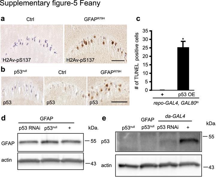 Supplementary Figure 5. (a-b) Immunohistochemical staining reveals increased H2Av-pS137 (a) and p53 (b) in GFAP R79H transgenic flies, but not in controls. Flies were 20 days old. Scale bar is 20 µm.