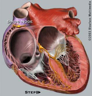 heart rhythm: too fast, too slow, or asynchronous 概述 一 心律失常对循环的影响 : 1.