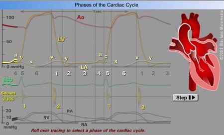 The Cardiac Cycle A - Cl - Na + Na + A - A Na + - A - A - A - A Na + - A A- A - Cl - - K+ A - Cl Cl