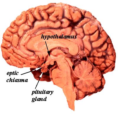 Fig22 Pons Medulla Reticular formation Or Reticular Activating System Cerebellum The Limbic