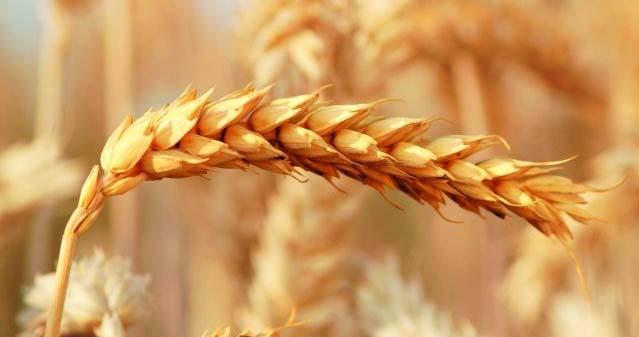 Science for Food Security Developing Better Wheat Varieties Long-term partnership with the Commonwealth Scientific and Industrial Research Organisation (CSIRO) Based in Australia, CSIRO is a world