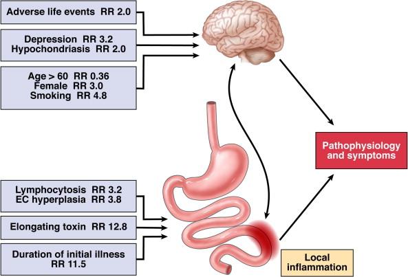 Symptoms Dysbiosis Post-Infectious IBS Recovery
