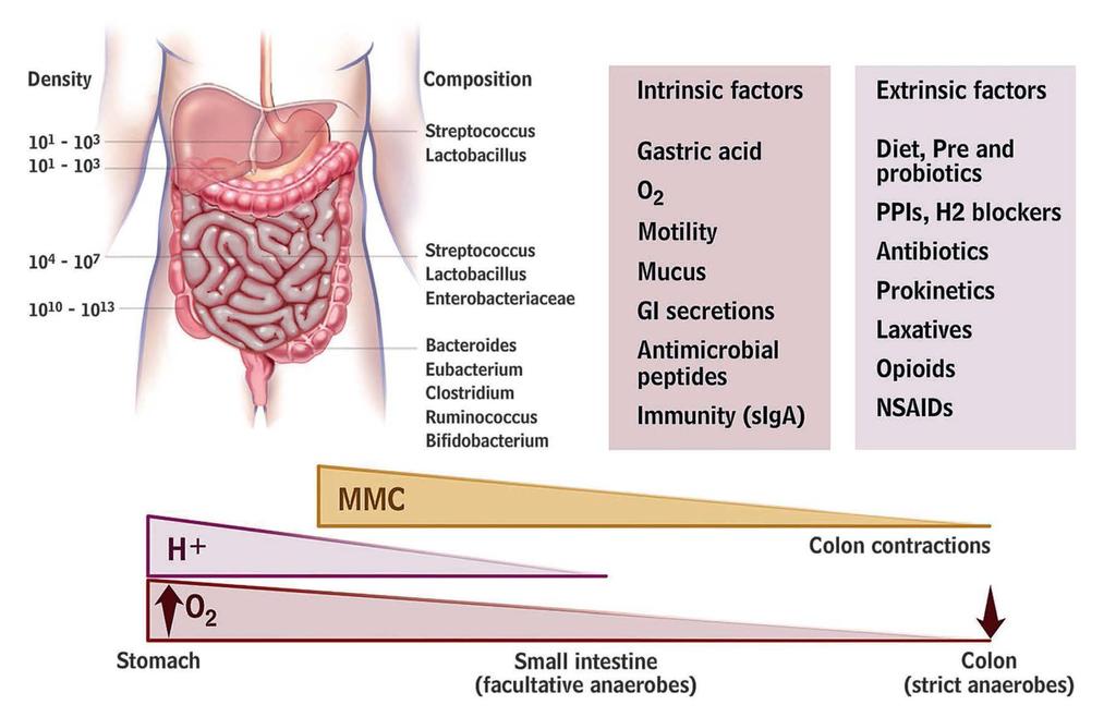 Gut microbiota and factors affecting its distribution Microbiota Microbes that collectively