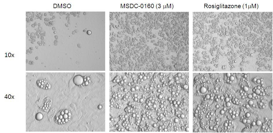 Conversion of Progenitor Cells to Brown-like Phenotype (7 days of treatment) Multilocular fat droplets