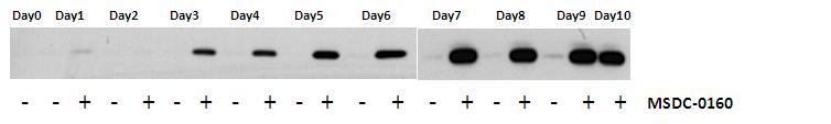 Increase in UCP1 Protein Expression in
