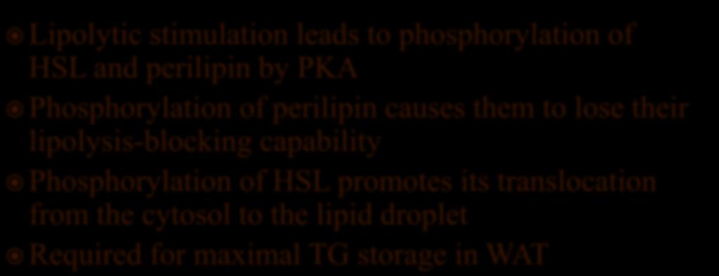 Lipolytic stimulation leads to phosphorylation of HSL and perilipin by PKA Phosphorylation of perilipin causes them to lose their